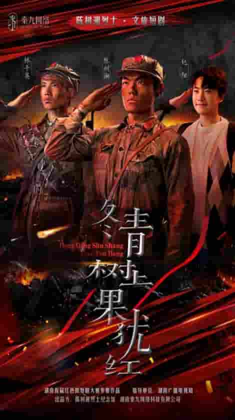 短剧《冬青树上果犹红》 完整版高清短剧免费看，在线全集任你选  第1张