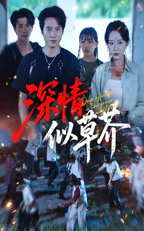 短剧《深情似草芥》 全集免费在线观看，高清画质，大结局震撼揭晓